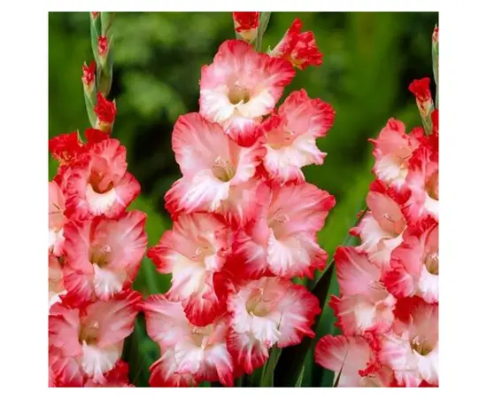 Луковичные HBM BES Gladiolus Pink Lady (x5)
