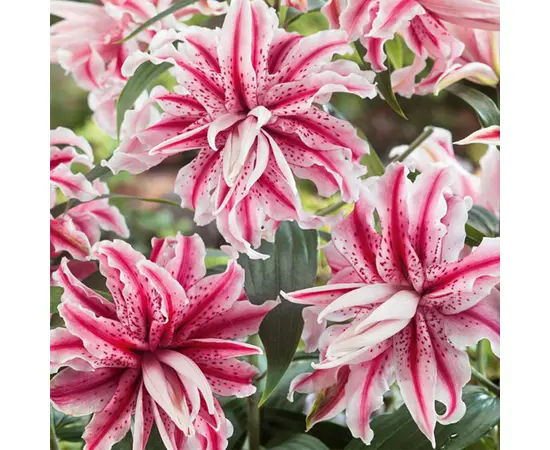 ბოლქვოვანი HBM SUP Lilium Magic Star (x1)