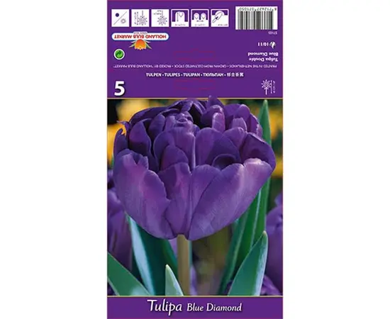 Bulbous HBM BES Tulipa Blue Diamond (x5)