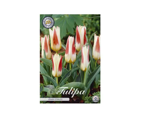 Bulbous HBM BES Tulipa Johann Strauss (x5)