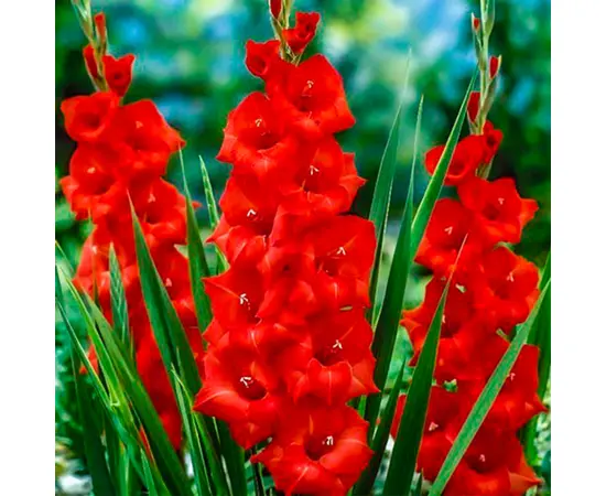 ბოლქვოვანი HBM STAR CAPPERLINE STA Gladiolus Matchpoint (x7)