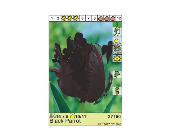 Bulbous HBM BES Tulipa Black Parrot (x5)