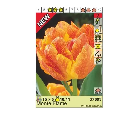 Bulbous HBM BES Tulipa Monte Flame (x5)