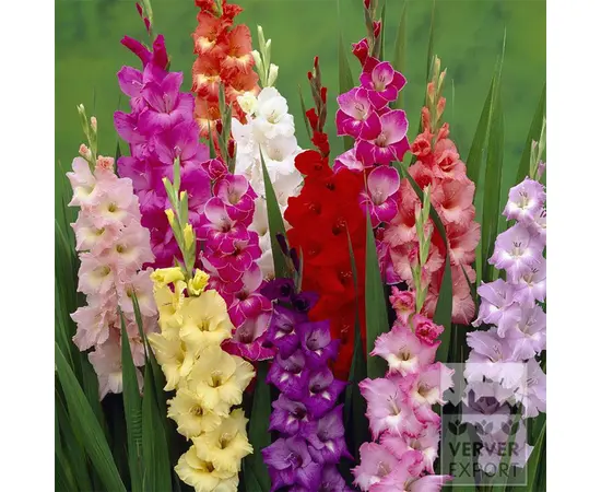 ბოლქვოვანი HBM STA Gladiolus Mixed (x7)