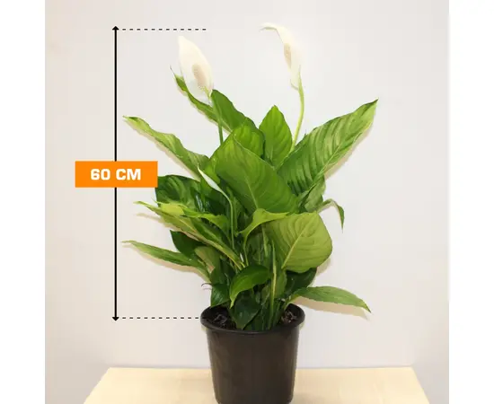 Спатифиллюм SPATHIPHYLLUM 60 სმ