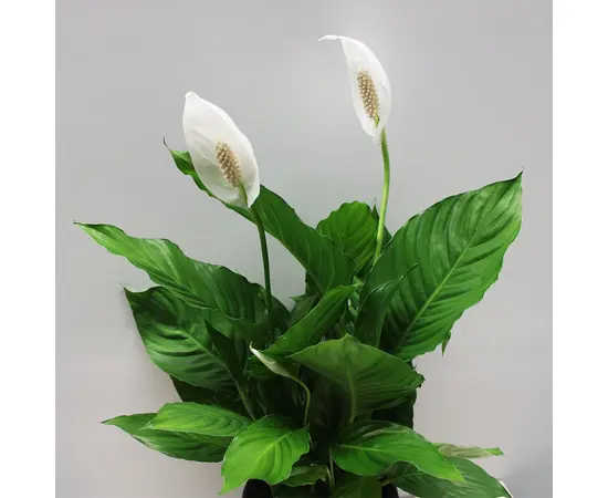Спатифиллюм SPATHIPHYLLUM 60 სმ