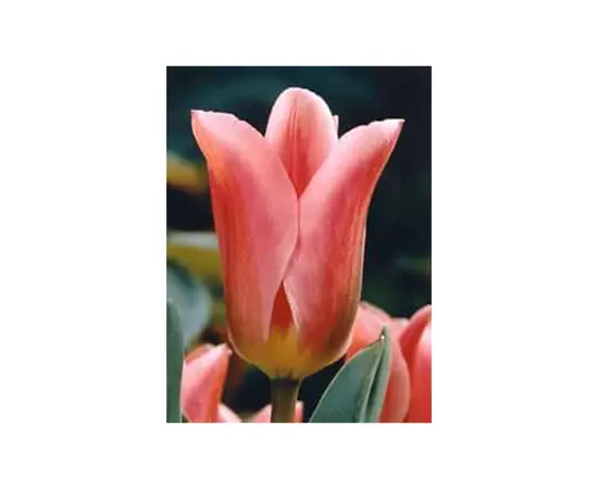 ბოლქვოვანი HBM BES Tulipa Albert Heyn (x5)
