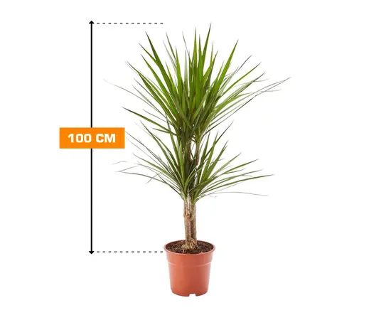 Драцена Marginata 100 см