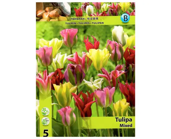 Bulbous HBM STA Tulipa Viridiflora Mixed (x5)