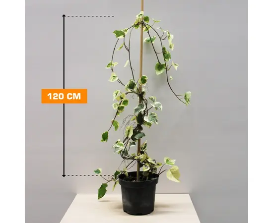 სურო Hedera Colchica Dentata Variegata