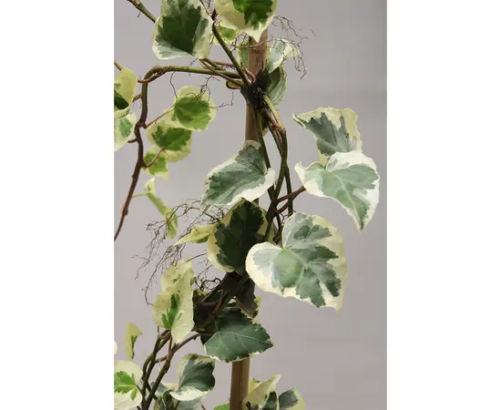 სურო Hedera Colchica Dentata Variegata