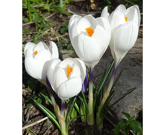Bulb DAY HBM Crocus Jeanne D'Arc 7/8 10 pcs