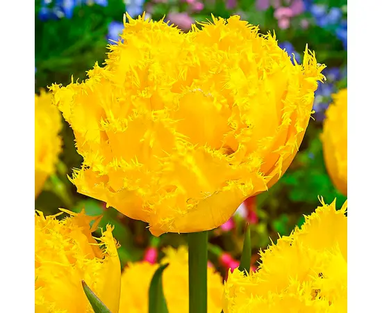 Bulbous HBM BES Tulipa Exotic Sun (x5)