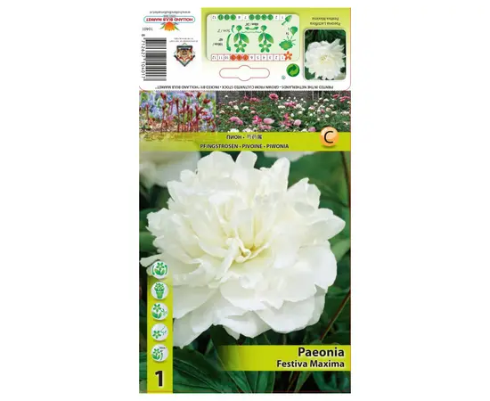 ბოლქვოვანი HBM STA Paeonia Festiva Maxima (x1) 2/3