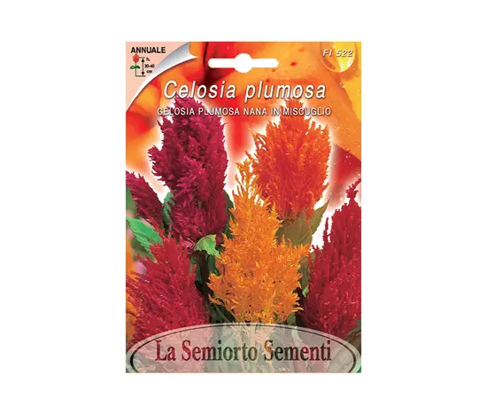 Celosia Seeds Celosia PLUMOSA NANA IN MISCUGLIO FI522-MAXIFlor