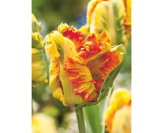 Bulbous HBM BES Tulipa Parrot King (x5)