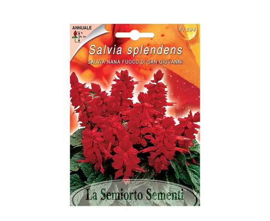 სალვიას თესლი Salvia Splendens DWARF SAN GIOVANNI