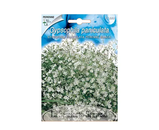 გიპსოფილას თესლი Gipsophyla PERENNE BIANCA FI560-MAXIFlor