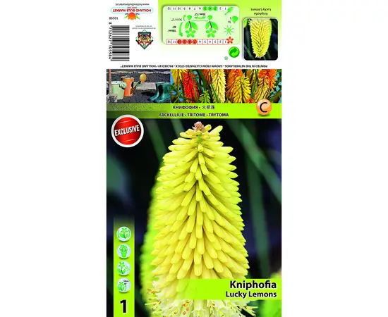 ბოლქვოვანი HBM STAR CAPPERLINE STA Kniphofia Lucky Lemons (x1)