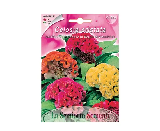 Celosia Seeds Celosia ALTA CRESTA DI GALLO IN MIX FI520-MAXIFLOR