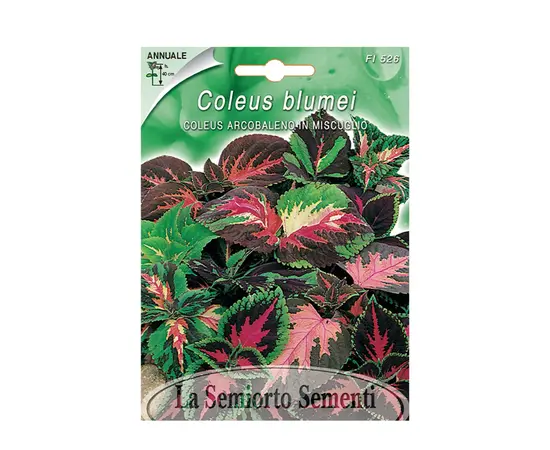კოლეუსის თესლი Coleus Arcobaleno in MIX FI526-MAXIFlor
