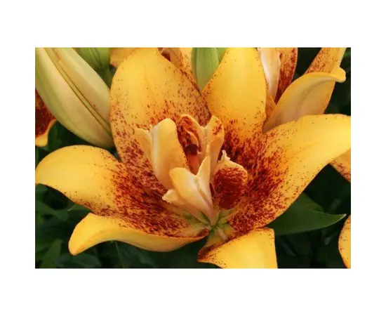 ბოლქვოვანი HBM STAR CAPPERLINE STA Lilium Double Nugget (x3)