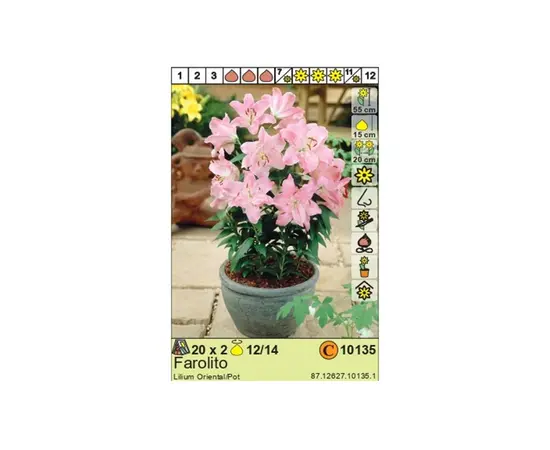 Bulbous HBM STA Lilium Farolito (x2)