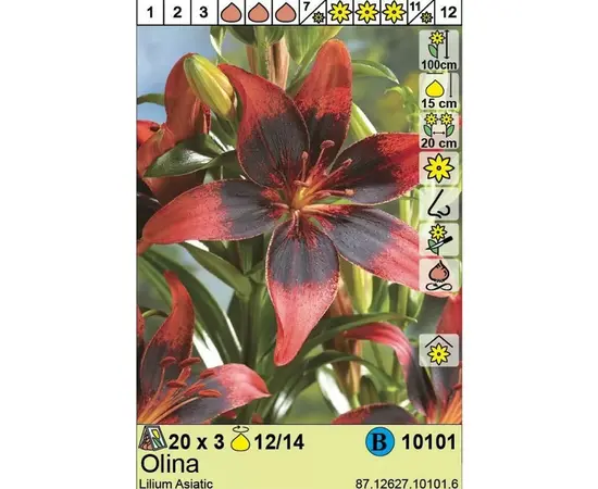 Bulbous HBM STA Lilium Olina (x3)