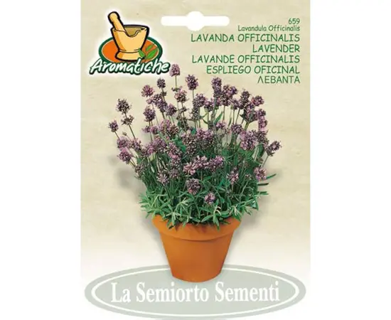 ლავანდის თესლი Lavender OFFICINALIS 659-MAXIAr