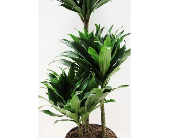 დრაცენა DRACAENA FRAGRANS COMPACTA 3PP 80 სმ