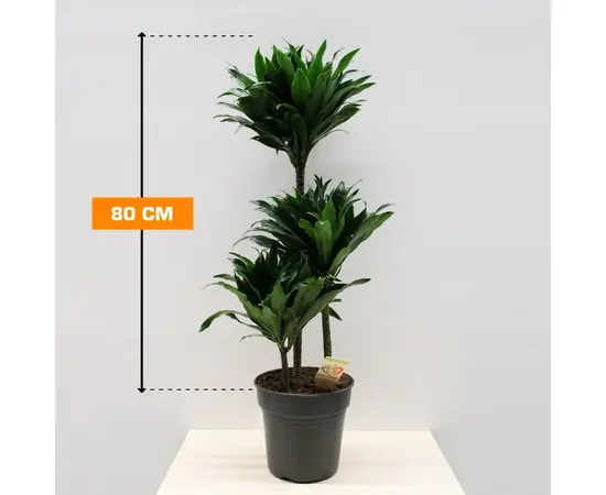 დრაცენა DRACAENA FRAGRANS COMPACTA 3PP 80 სმ