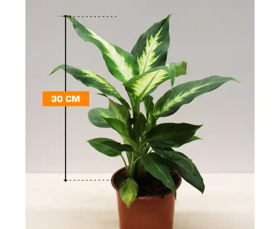 დიფენბახია DIEFFENBACHIA CAMILLA COMPACTA 30 სმ
