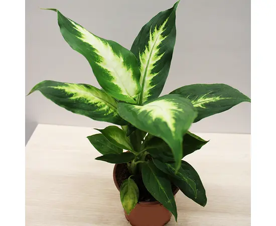 დიფენბახია DIEFFENBACHIA CAMILLA COMPACTA 30 სმ