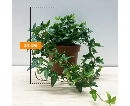 Хедера Hedera mixed 13/30