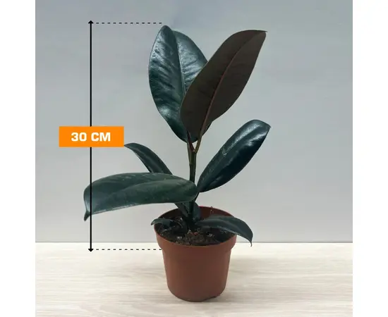 ფიკუსი Ficus El Abidjan elastica 12/35 30 სმ