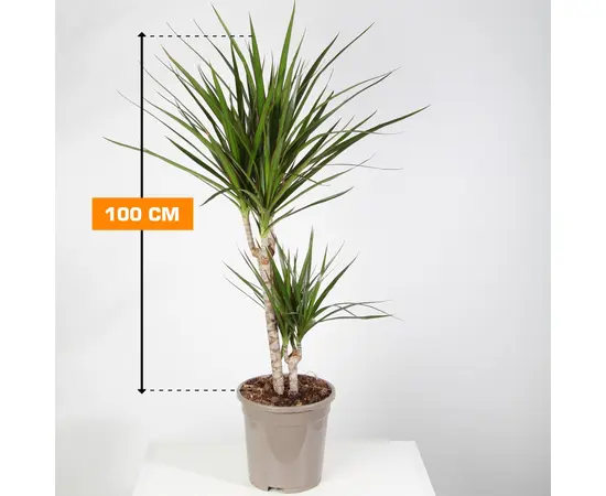 Драцена Marginata 2PP 100 см