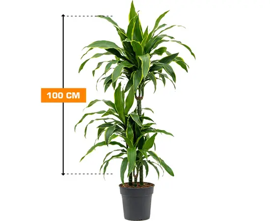 Драцена DRACAENA FRAGRANS 3PP 100 см