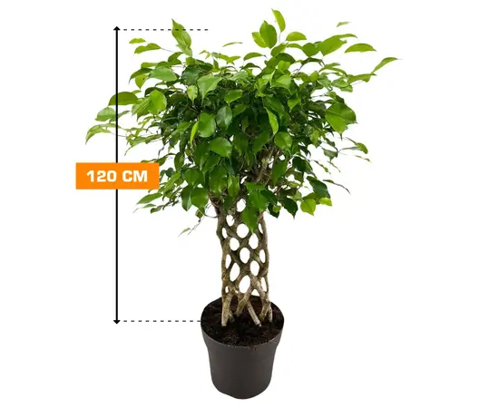 ფიკუსი FICUS BENJAMIN PETATE MIX 120 სმ