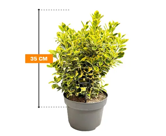 ეონიმუს EUONYMUS 35 სმ