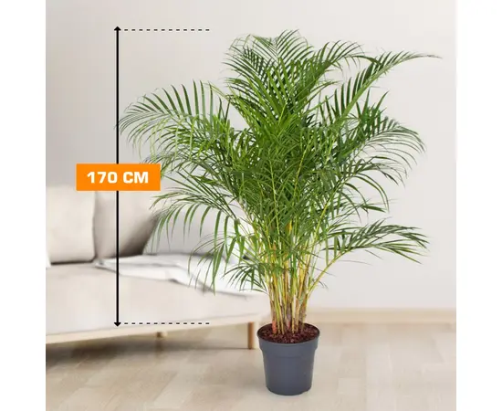 დიფსისი DYPSIS LUTESCENS ARECA