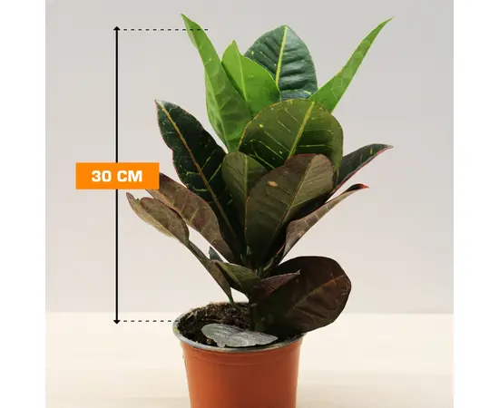 Кодиум CODIAEUM CROTON PETRA 30 см