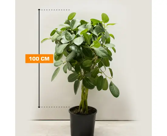 ფიკუსი FICUS BENGHALENSIS BRAID 4PP