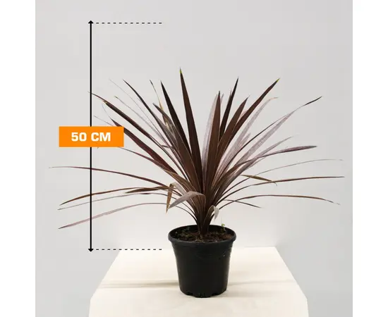 კორდილინა CORDYLINE RED STAR