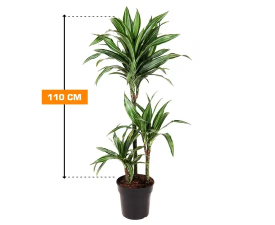 დრაცენა DRACAENA FRAGRANS 3PP 110 სმ