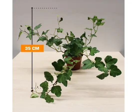 სურო Hedera 35 სმ
