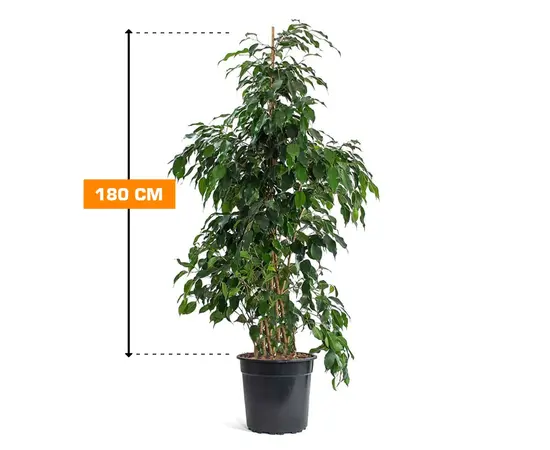 Фикус FICUS BENJAMIN 180 см