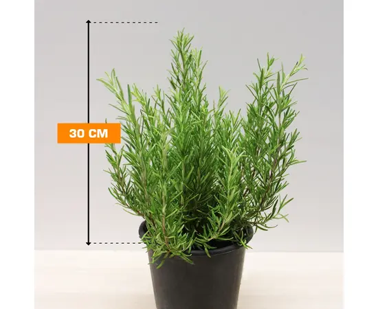 როზმარინი SALVIA ROSMARINUS 30 სმ