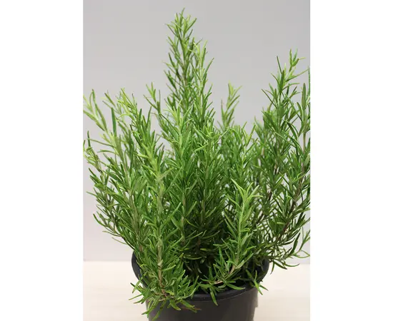 როზმარინი SALVIA ROSMARINUS 30 სმ