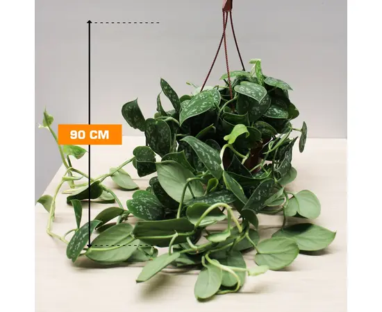 სცინდაფსუსი SCINDAPSUS PICTUS HANGING 90 სმ