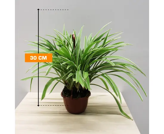 ქლოროფიტუმ CHLOROPHYTUM HANGING 30 სმ